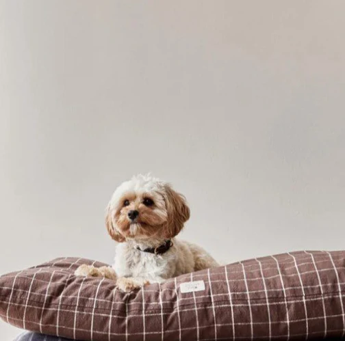 OYOY ZOO Kyoto Dog Cushion, Choc (3 Sizes) - Image 2